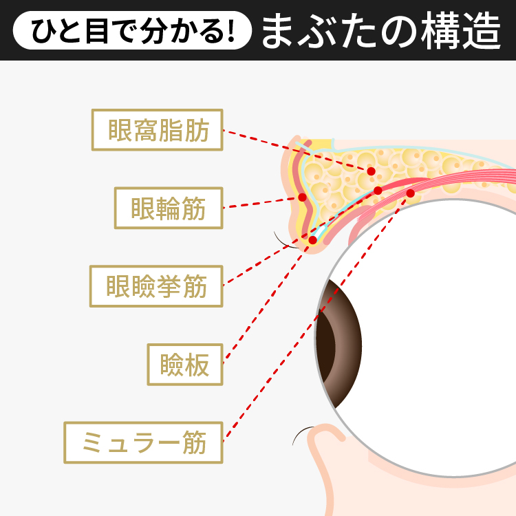 図形で解説 分かりやすいまぶたの構造図