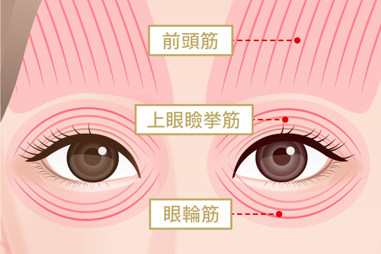 図形で解説 まぶたの筋肉を鍛えて二重にする